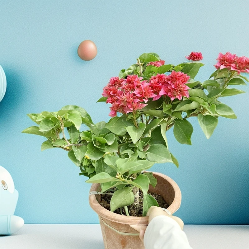 重瓣三角梅盆栽植物四季开花带花苞室内外种植易活好养