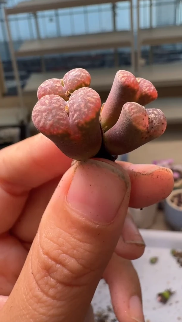 一**曦28-303多肉植物肉锥