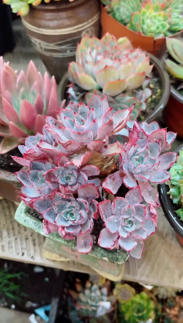 西****?22097多肉植物一物一拍