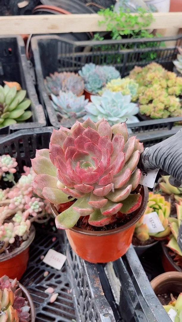 小*鼠多肉植物一物一拍15126