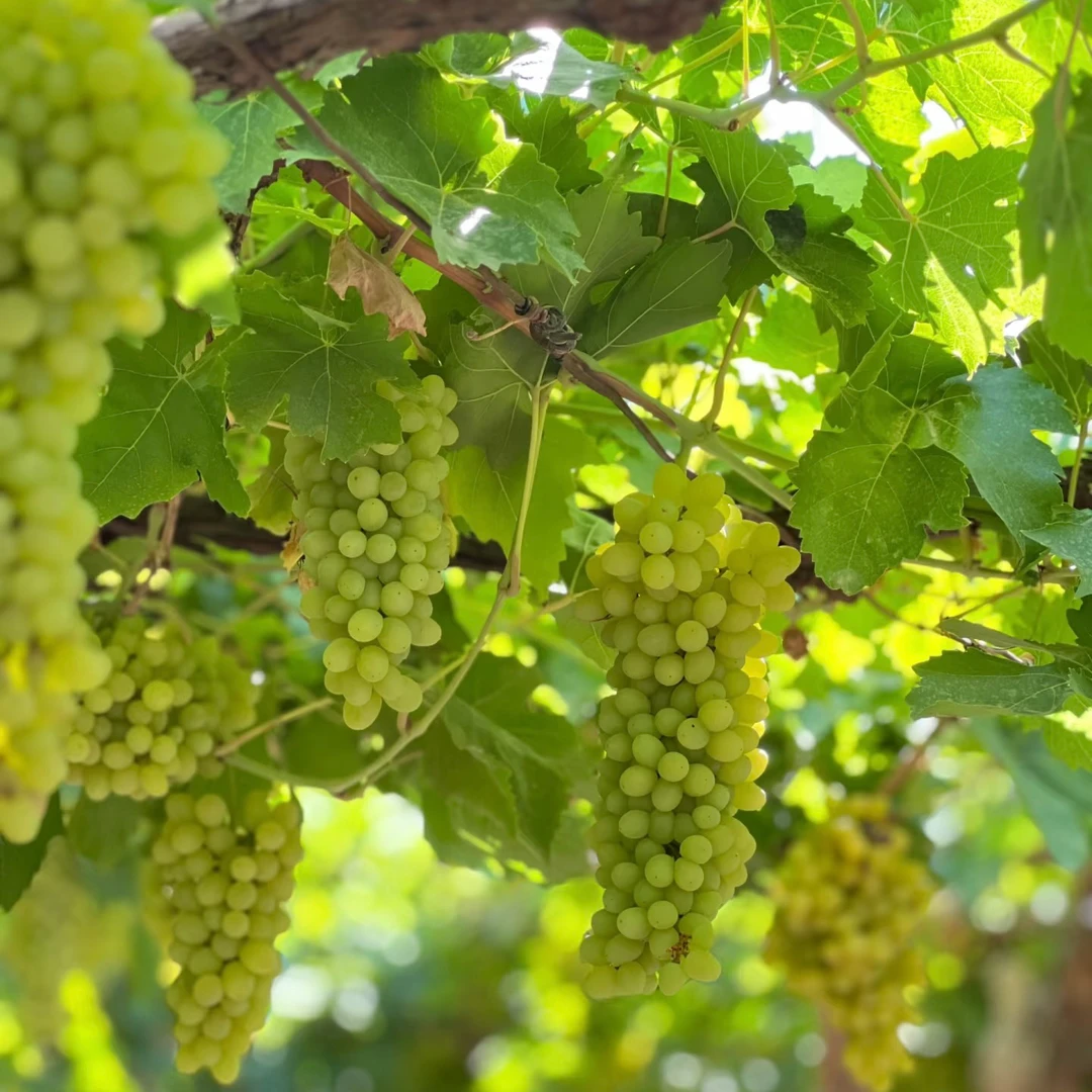 【邮政EMS空运包邮】新疆吐鲁番无核白葡萄净重生鲜水果无籽提子