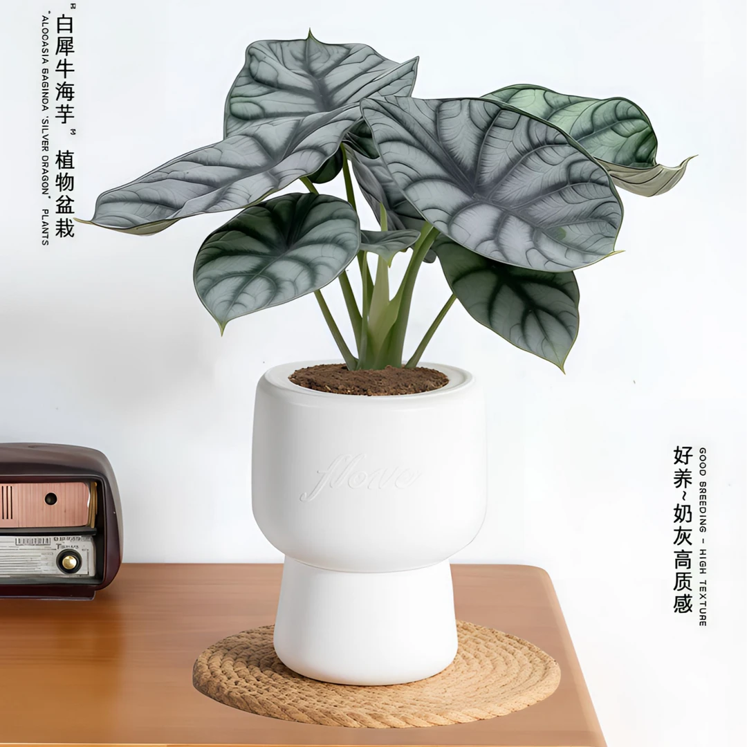 白犀牛海芋网红ins植物室内桌面盆栽办公桌绿植观叶花卉北欧