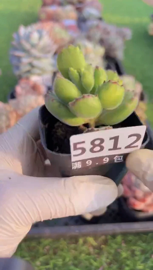 【闪购商品】信福多肉一物一拍