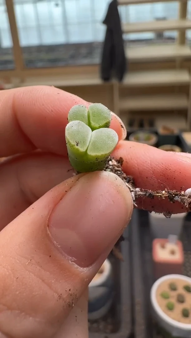 【闪购商品】2/4-230