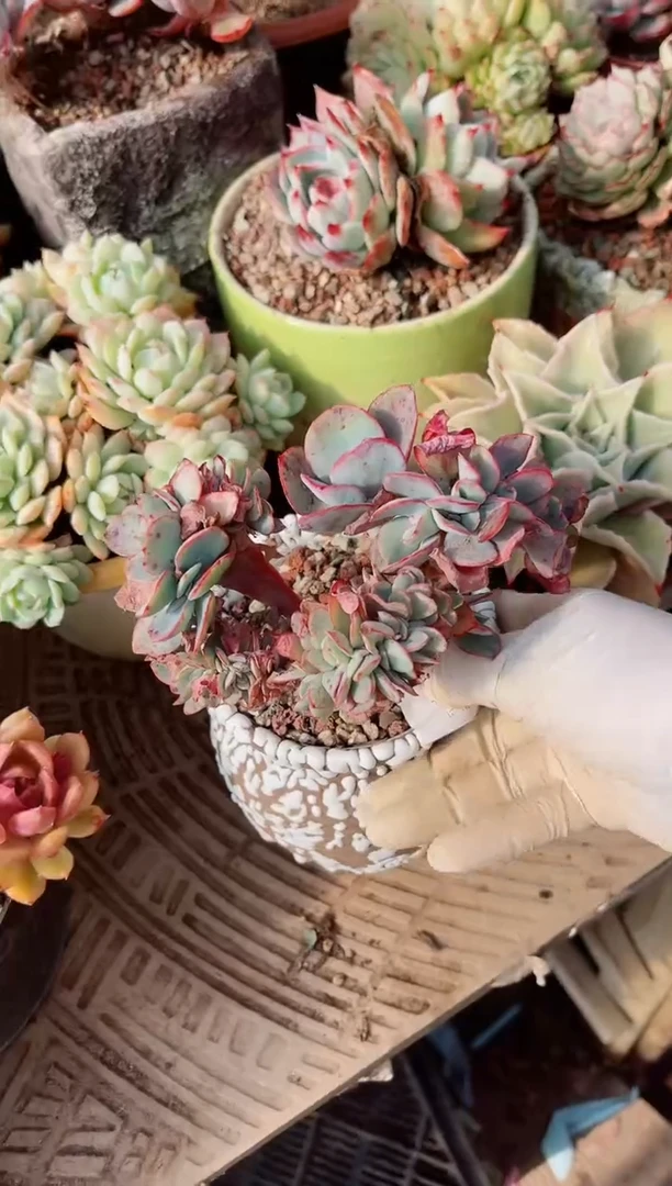 【闪购商品】21294