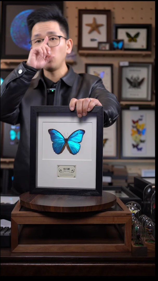 绿闪蝶稀有10寸竖M59