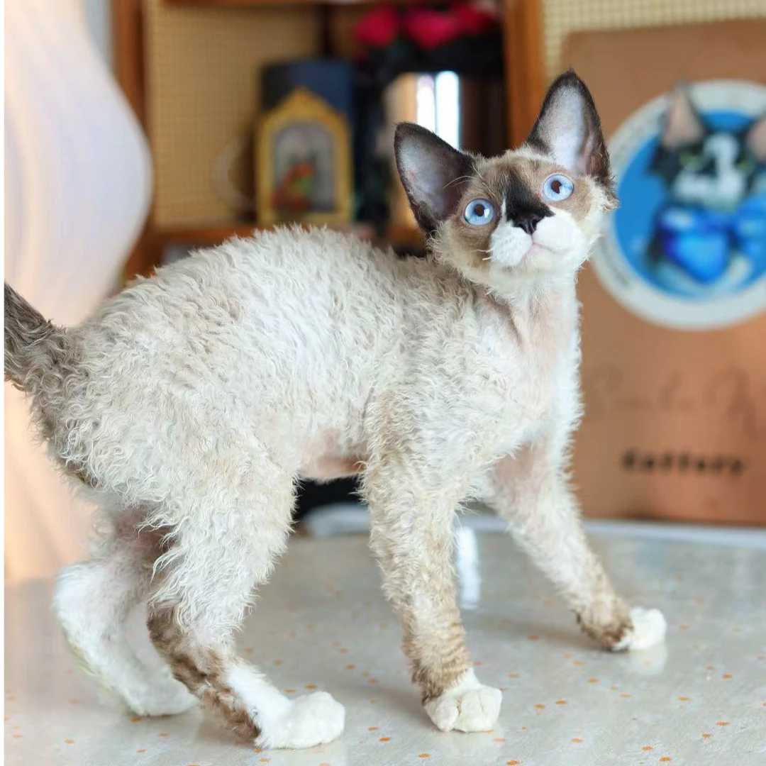 雪爪 海豹重点加白 包子的德文卷毛猫
