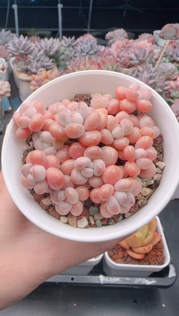 【闪购商品】8364鱼子酱