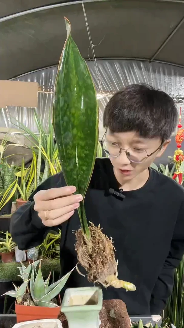 一物一拍菲拉裸根45....