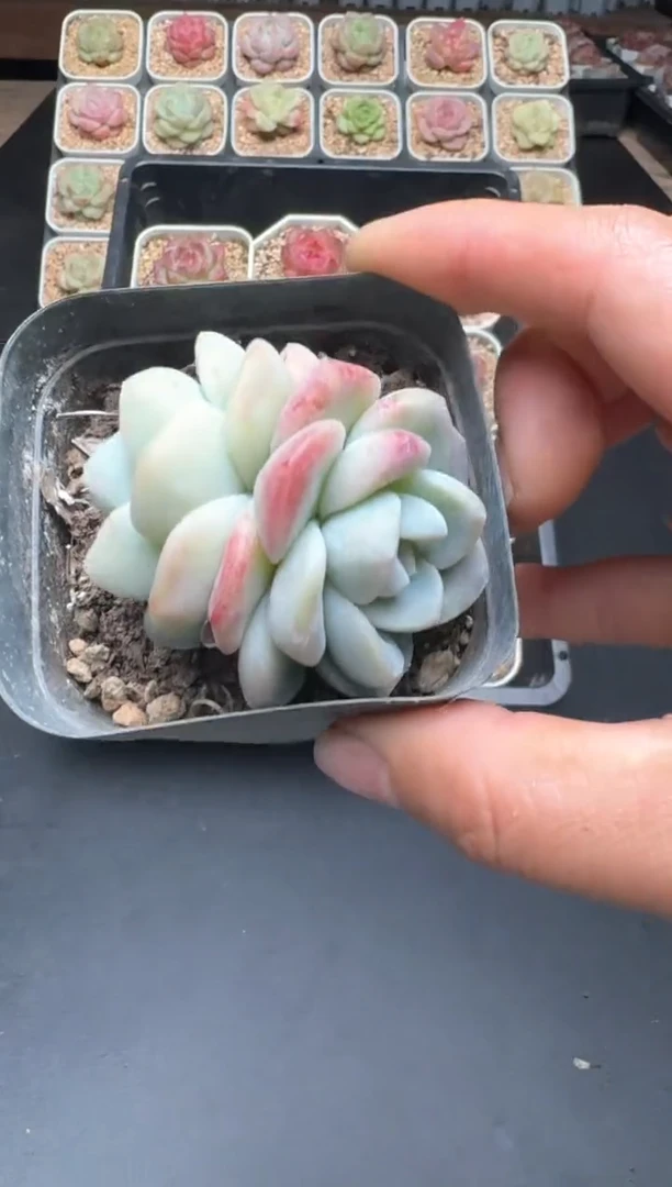 【闪购商品】057D物拍多肉带盆土6.5杯拍3颗包柚