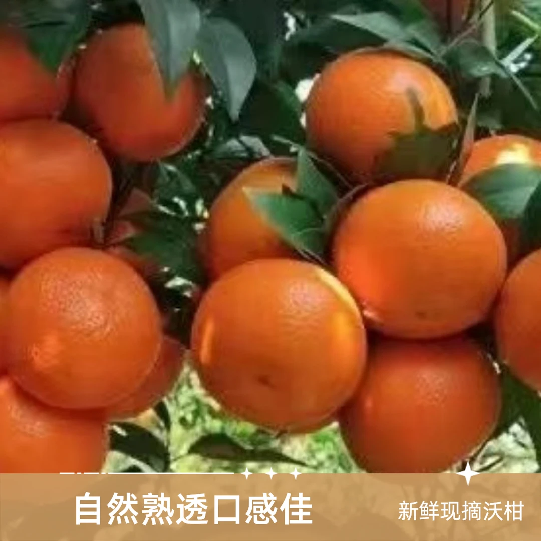 广西武鸣沃柑约5斤中小果无核沃柑美国广西壮族自治区乐山市