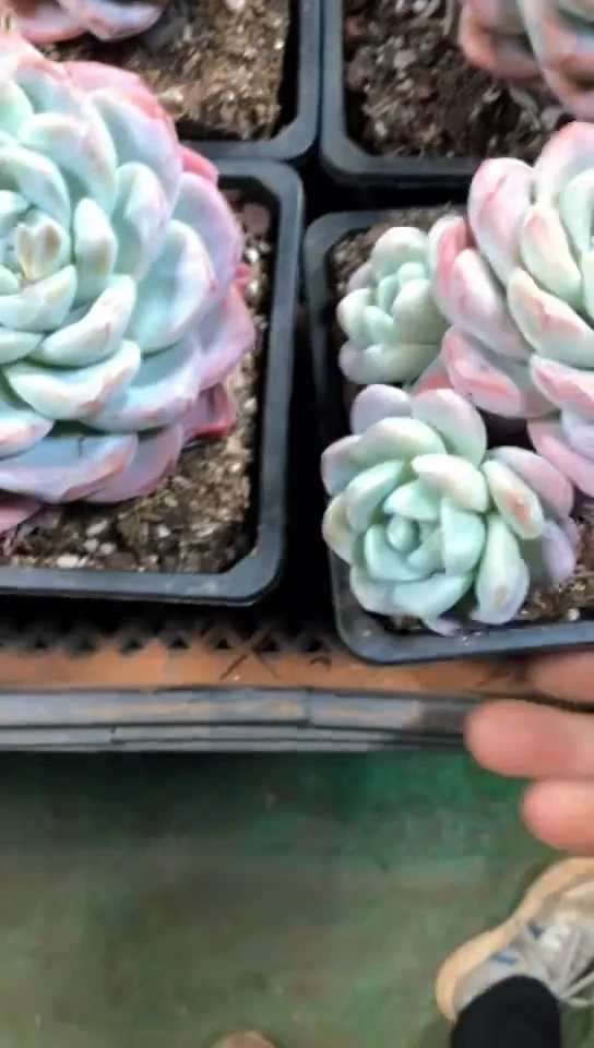 【闪购商品】3头冰玉群9.9米