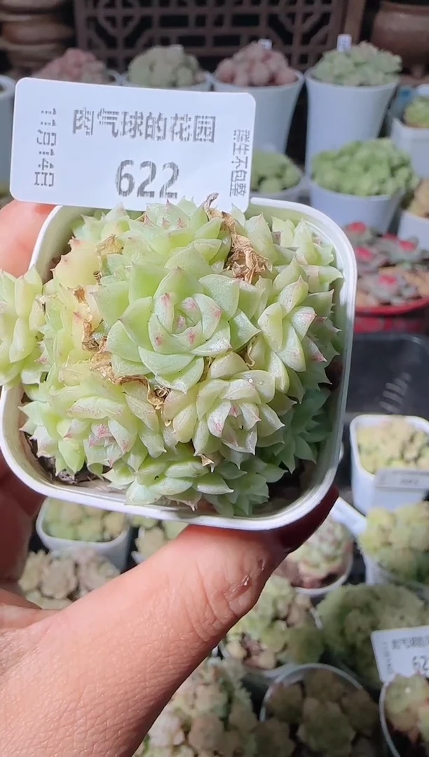 1114-622群生不包整