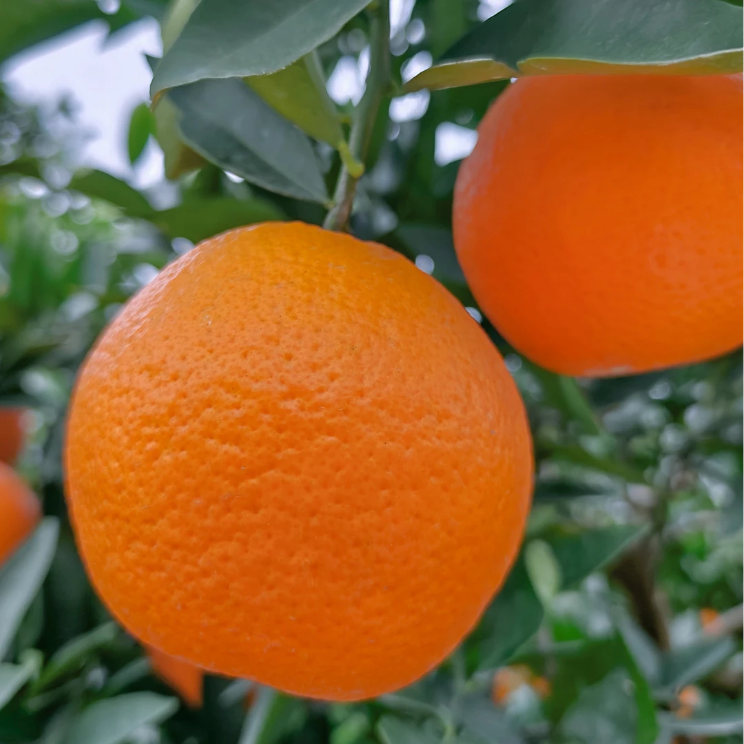 正宗奉节脐橙纽荷尔长虹现摘当季新鲜水果脐橙10/20斤装包邮
