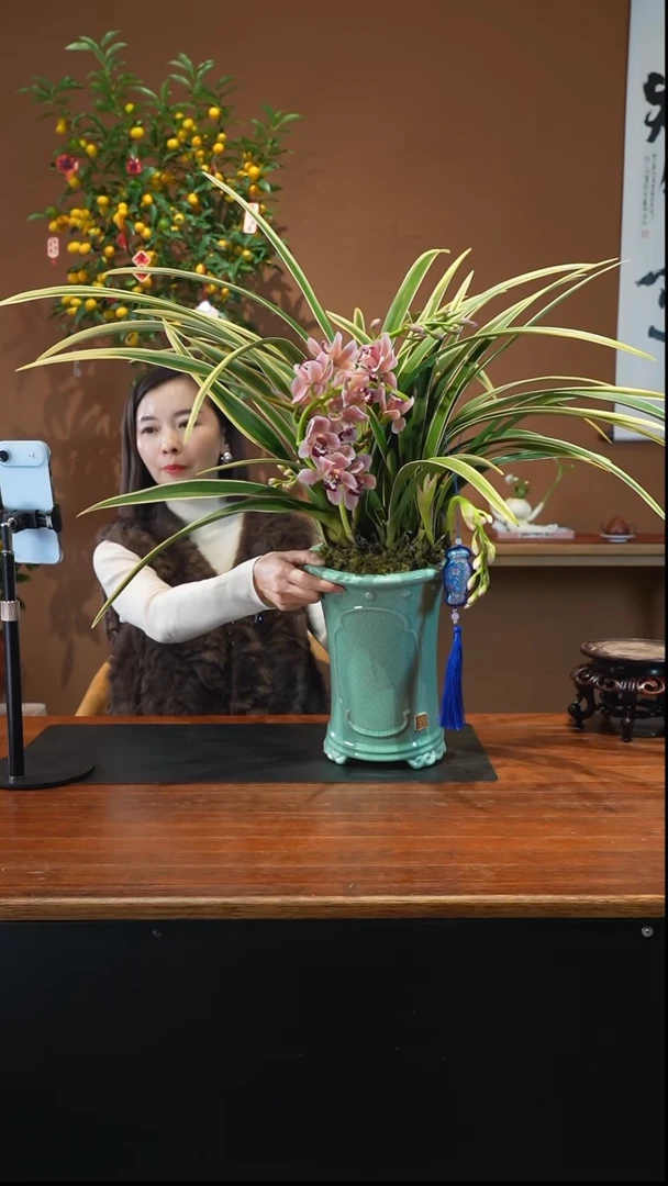 全部花朵粉红佳人盆景盆景盆景