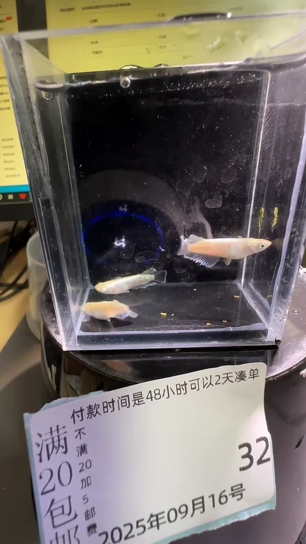 青鳉鱼观背青鳉观背青鳉32