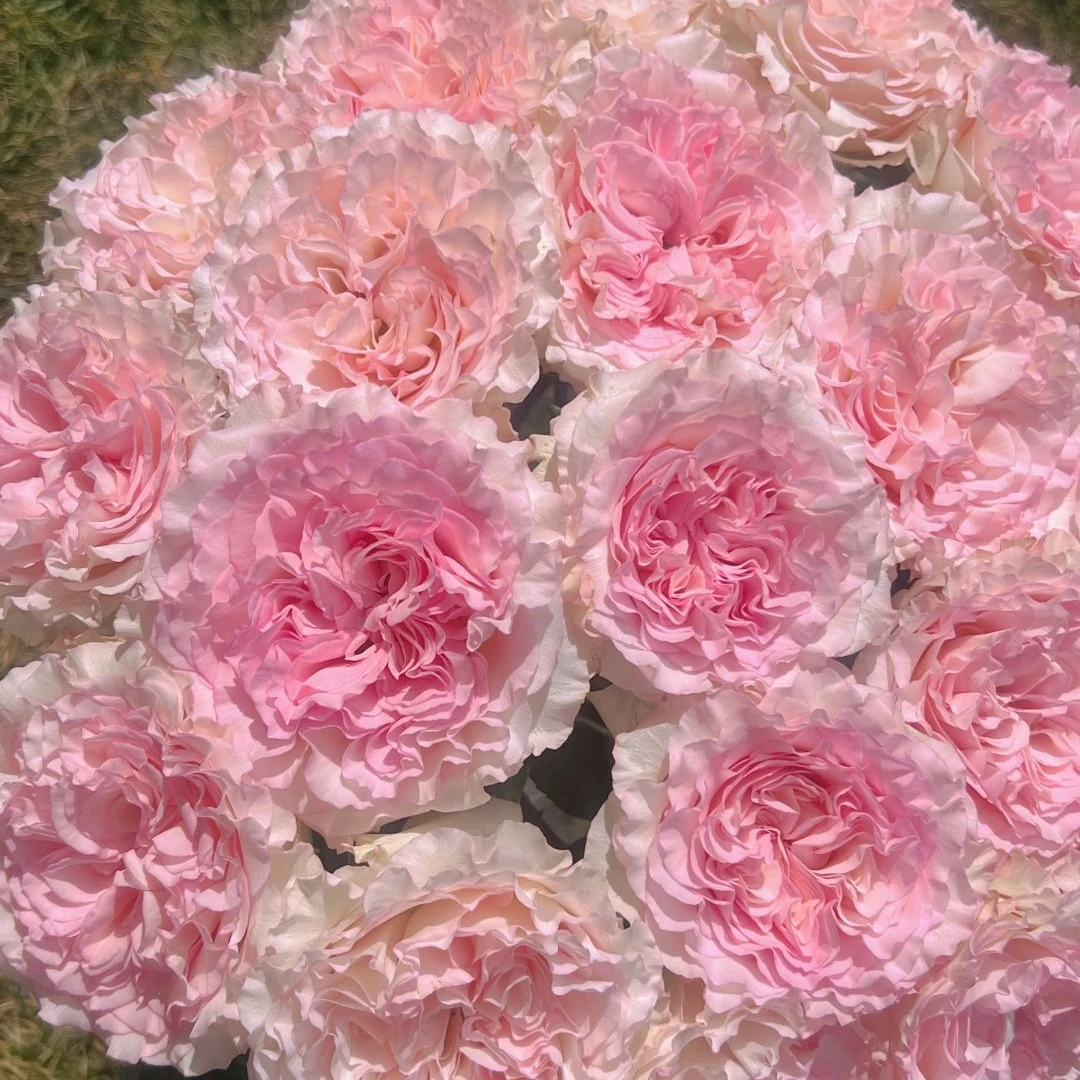 【洛神】单头玫瑰10枝  一单不发货 20%不售后