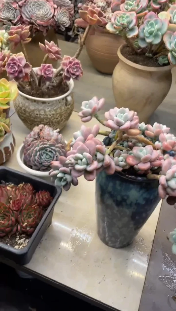 【闪购商品】86洛神