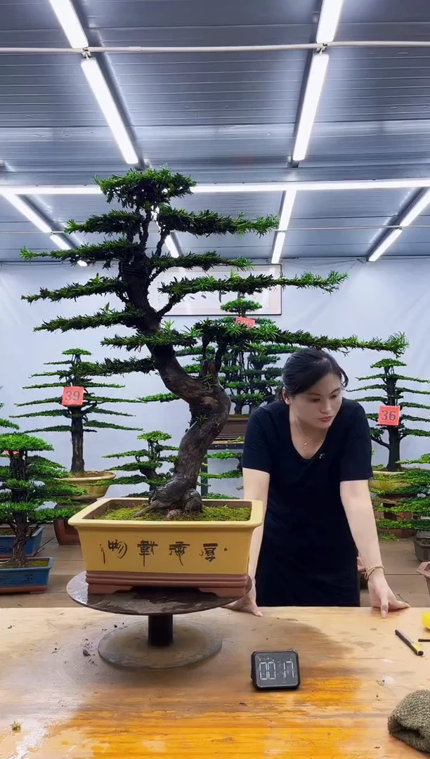 无花朵一物一拍，所见即所得