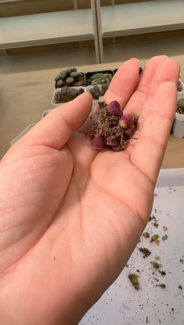 24-6多肉植物肉锥红嘴ts427一颗