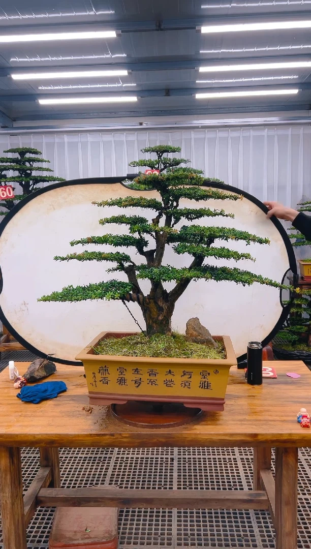 【闪购商品】紫砂精品盆景直播间一物一拍