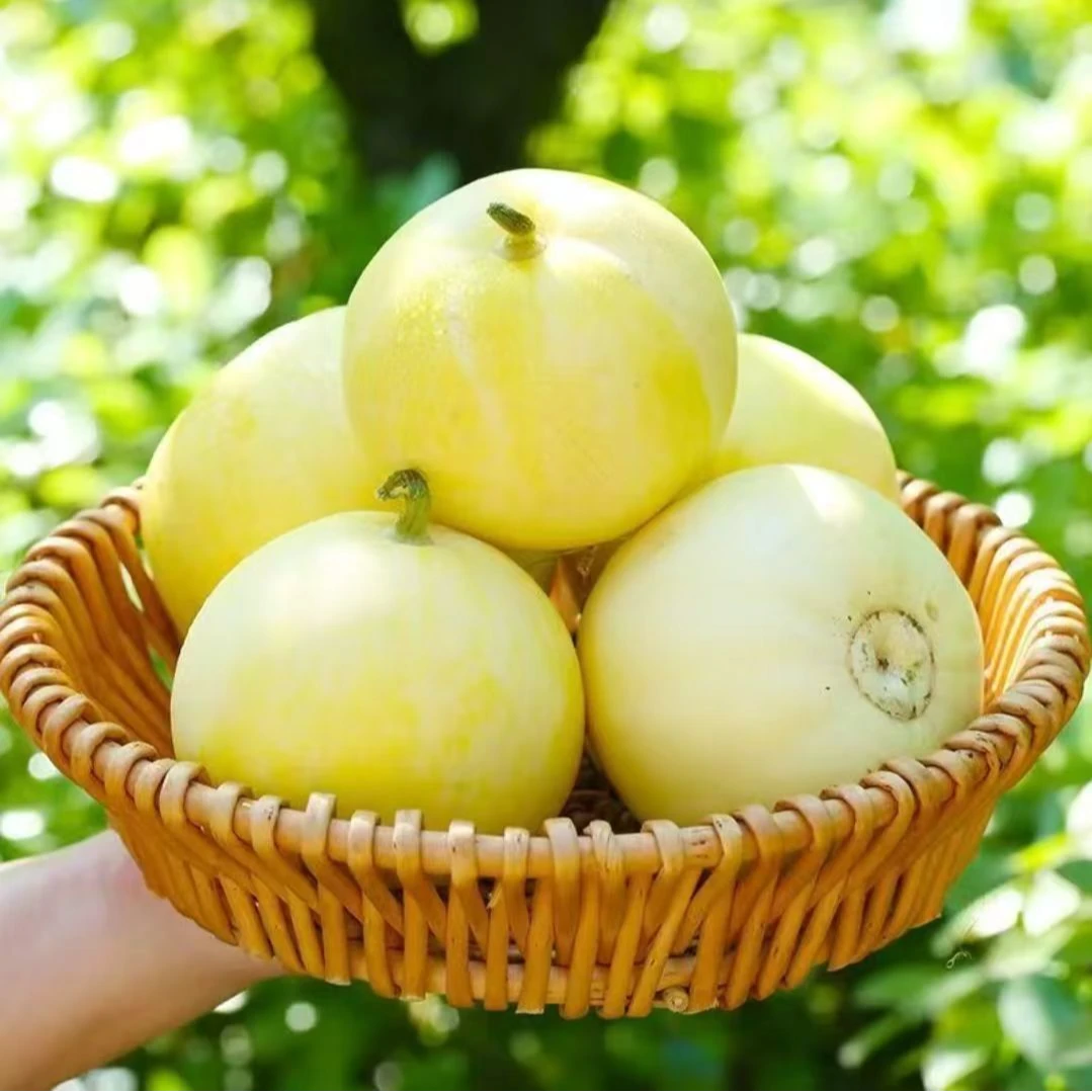 山东小蜜蜂甜瓜当季水果小蜜蜂香瓜蜜糖罐蜜瓜脆甜J