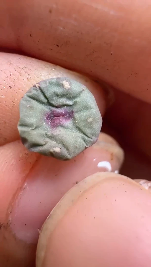 【闪购商品】16-67