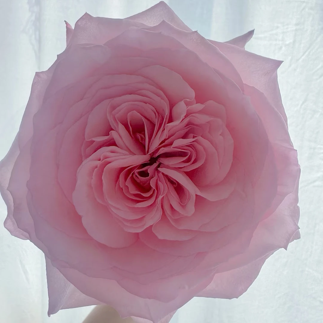 （粉荔枝）五加仑根接月季风花勤花长势快复花快易养活带盆发货