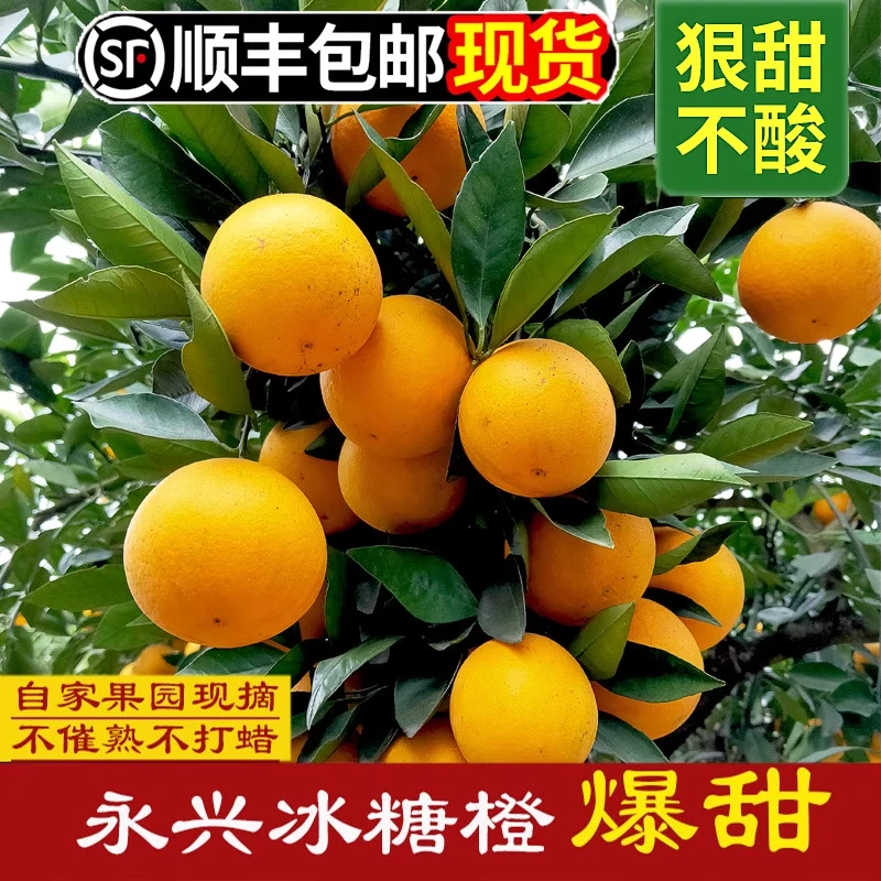 永兴冰糖橙开园直发当季脆口橙子