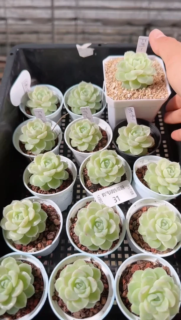 1223-31fm-9-1多肉量拍任意发一颗群生不包整