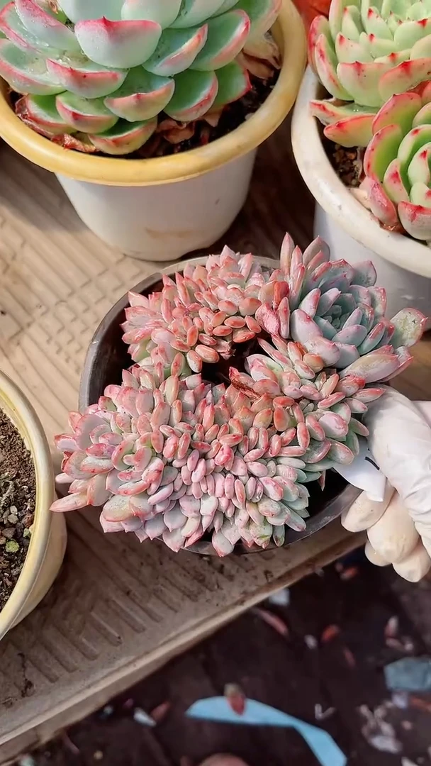 【闪购商品】13217