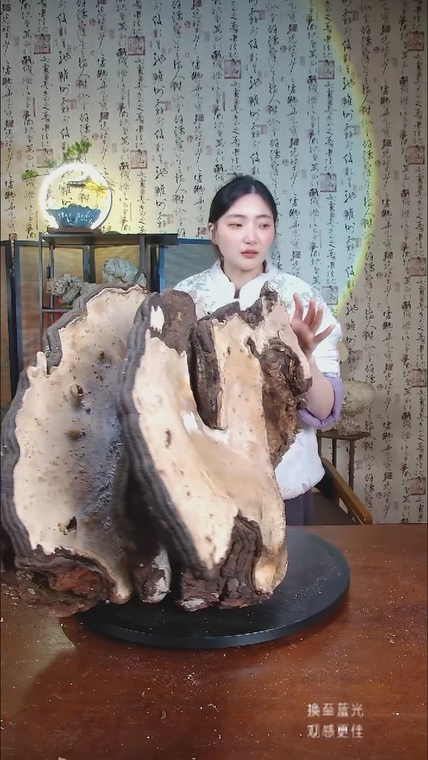 红缘拟层孔菌中国大陆【藏区野生】红缘树舌（53斤）500-600年份