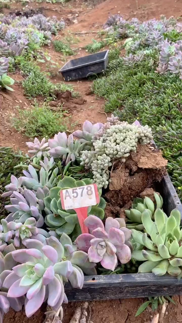 A578购清风花木兰多肉组合脱土发货