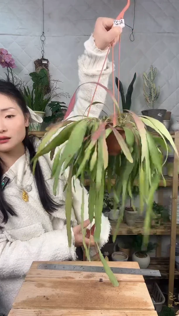 无花朵532红叶丝维育苗盆