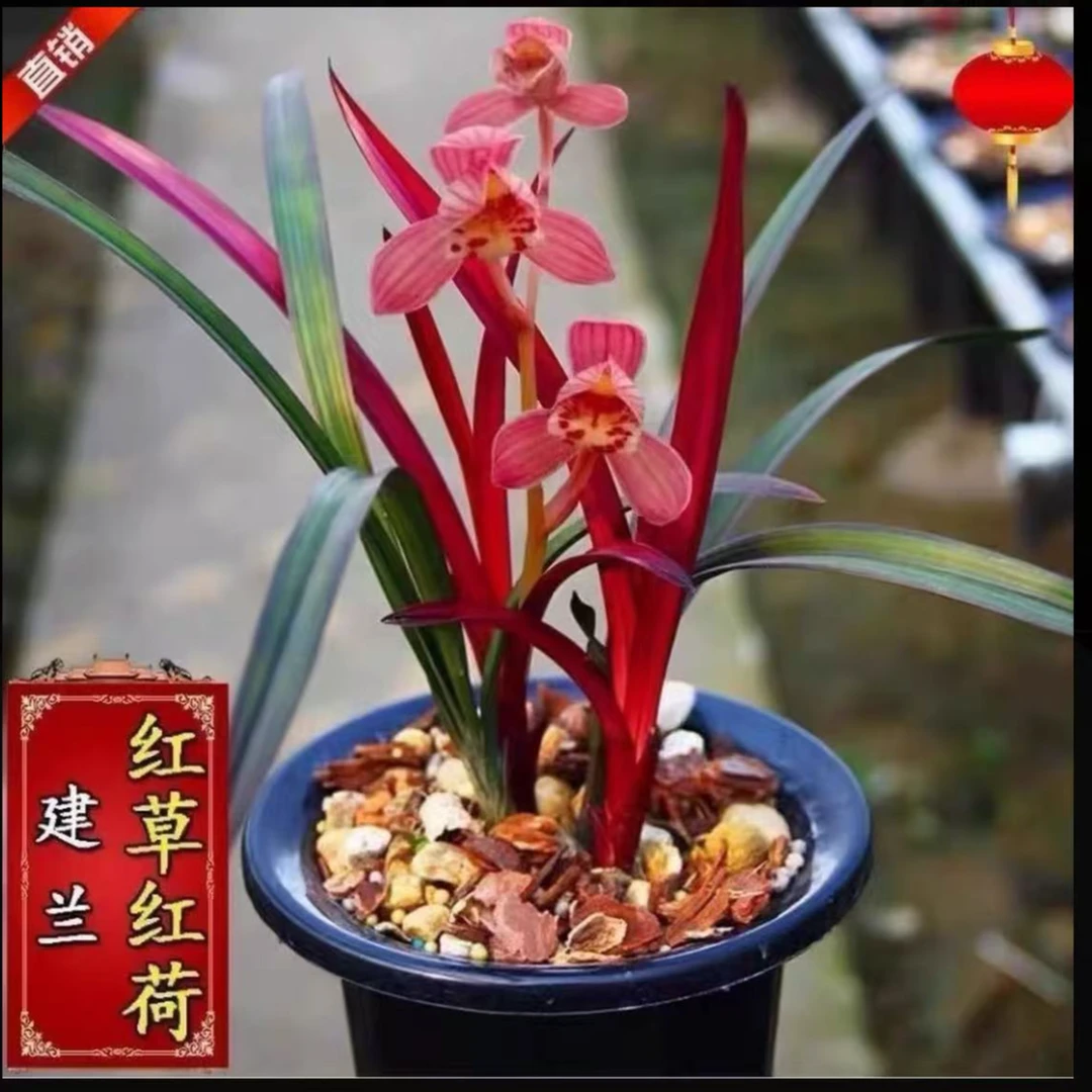 兰花 建兰铭品【红草红荷带花苞】故宫红紫砂花盆 浓香型室内