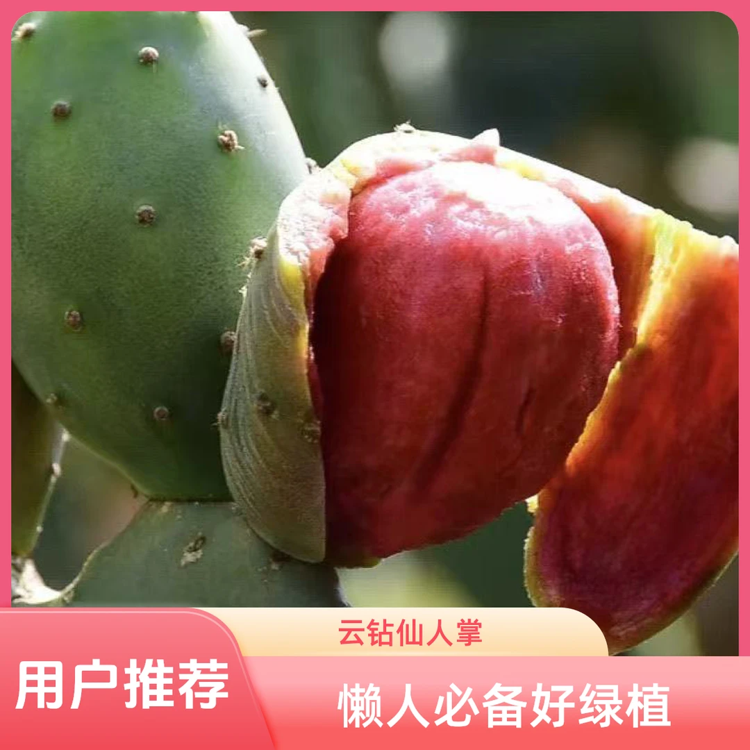 云钻食用果树外敷专用嫁接正宗云钻可食用仙人掌果苗仙人掌果树苗
