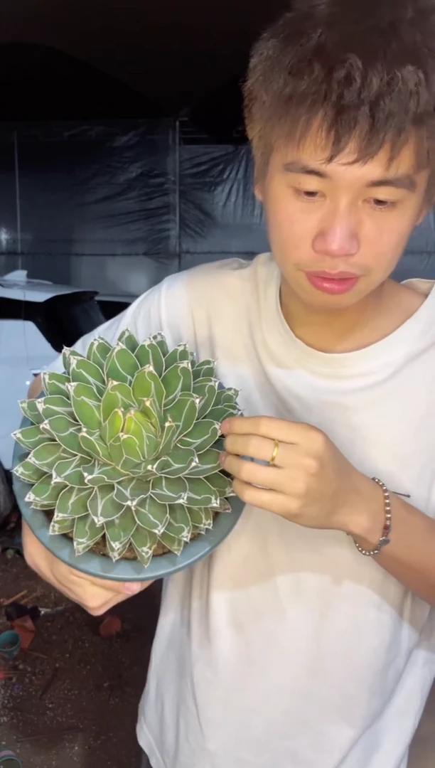 超大 屉之雪 18-22cm