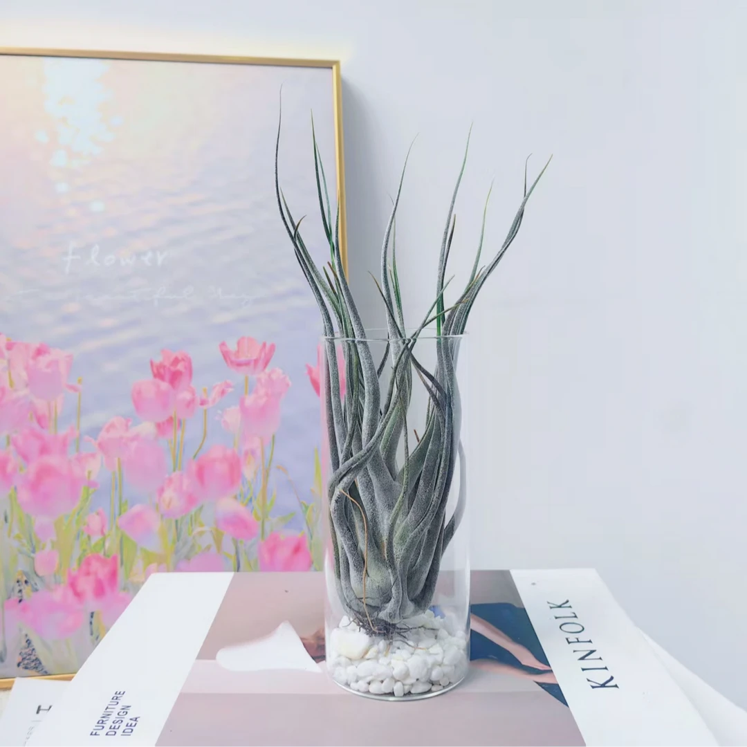 空气凤梨 河豚+玻璃杯小石子  稀有品种适合室内养护懒人绿植