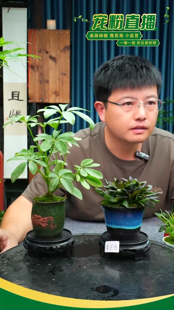 无花朵郑*喵苔藓微景观474号