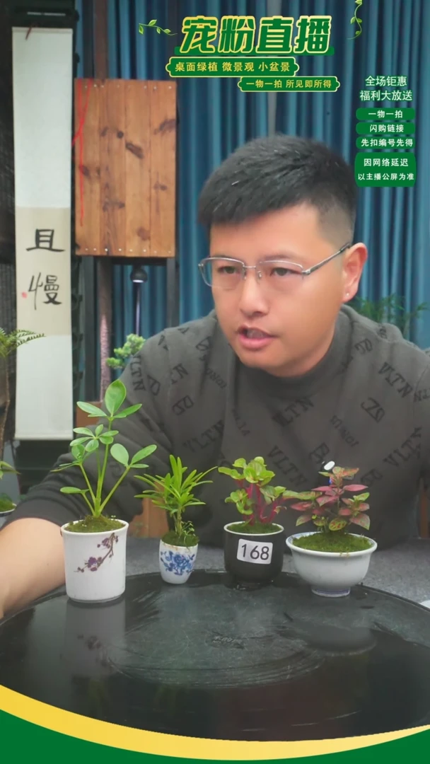 无花朵最***影苔藓微景观168号