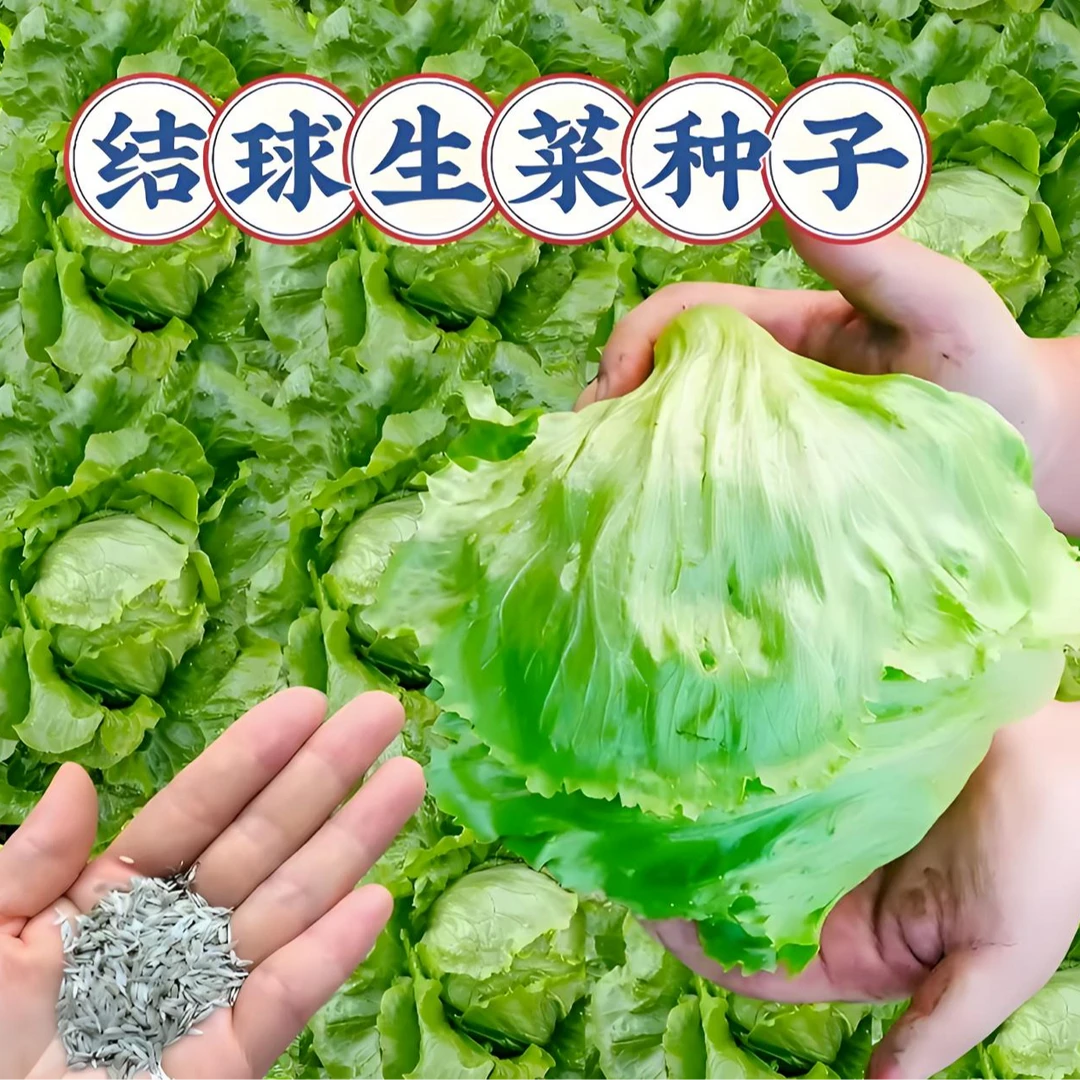 【结球生菜种子】四季播种蔬菜种子阳台盆栽地栽小院