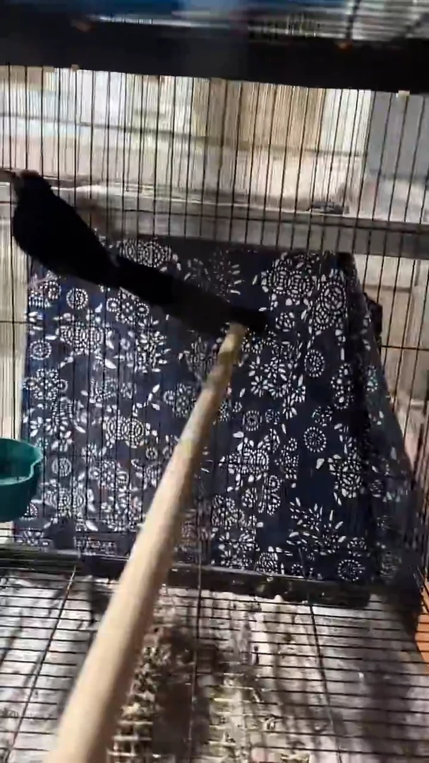 70号  长尾养笼  0元起拍