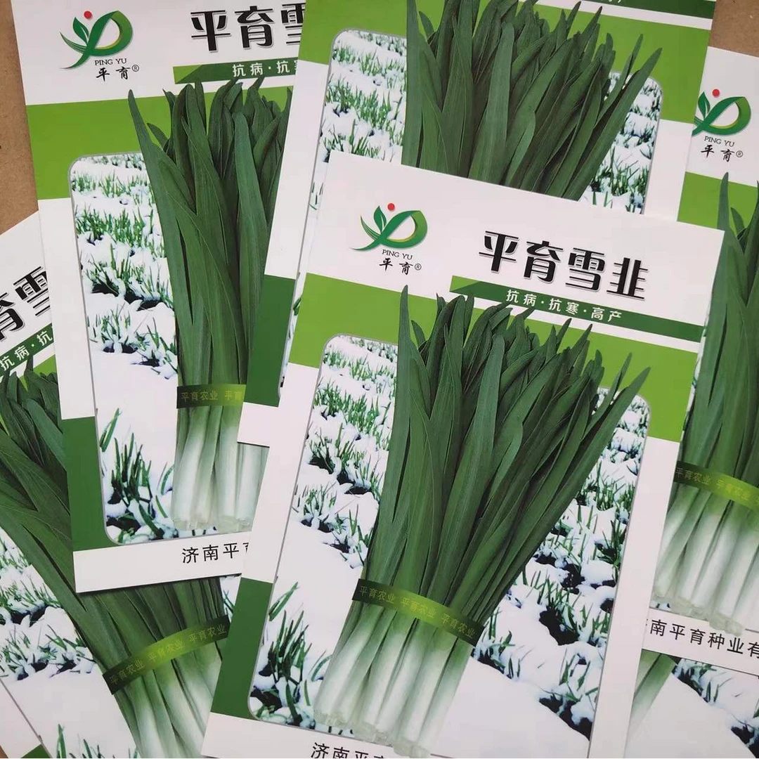 平育雪韭种子50G