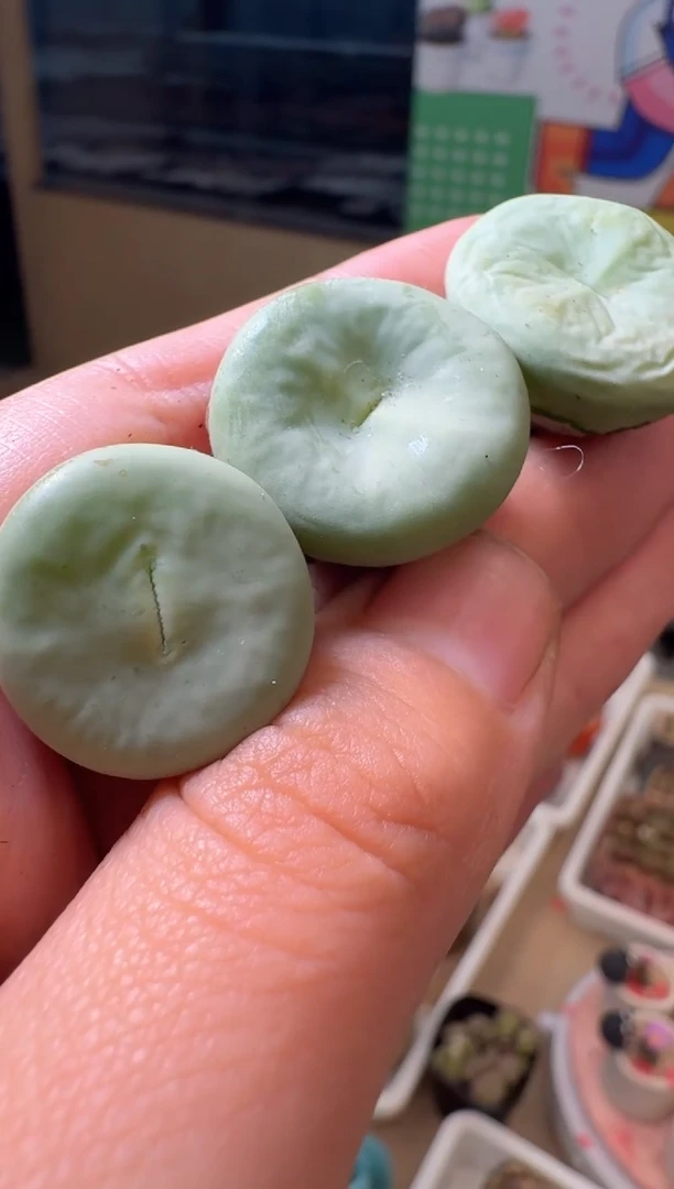 81多肉植物肉锥sub红嘴一颗