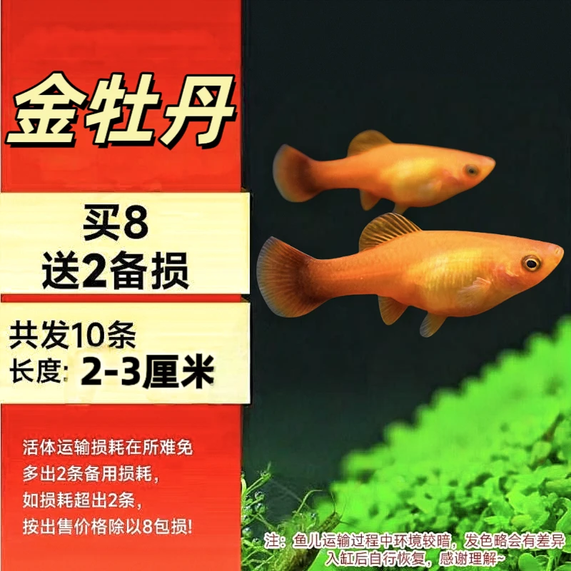 【2-3厘米】金牡丹玛丽鱼淡水小型胎生鱼