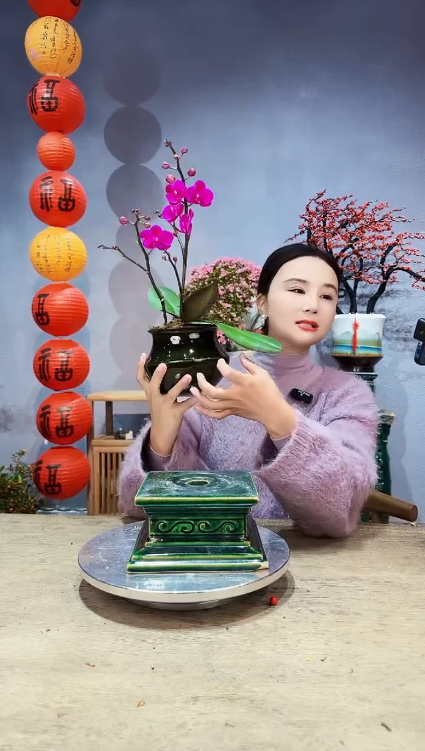 【闪购商品】盆景蝴蝶兰 满天红