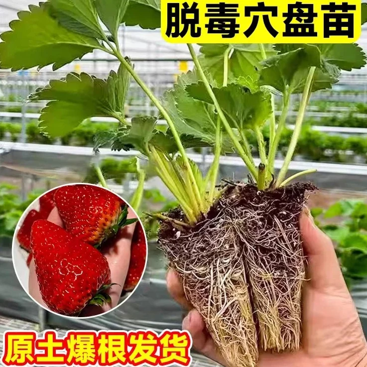 薛大一四季草莓苗穴盘苗原土盆栽阳台种植脱毒四季奶油红颜黑珍珠