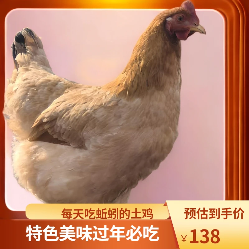特色美味-吃蚯蚓的散养土鸡虫草鸡养足640天（杀好顺丰包邮）
