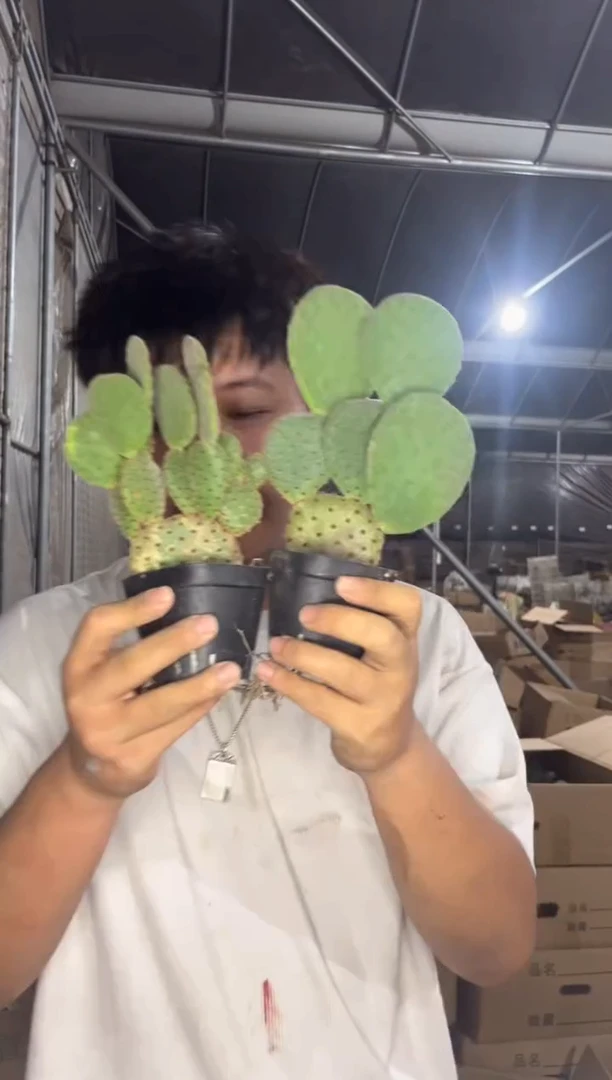 2颗 红太古 仙人掌【带盆土】