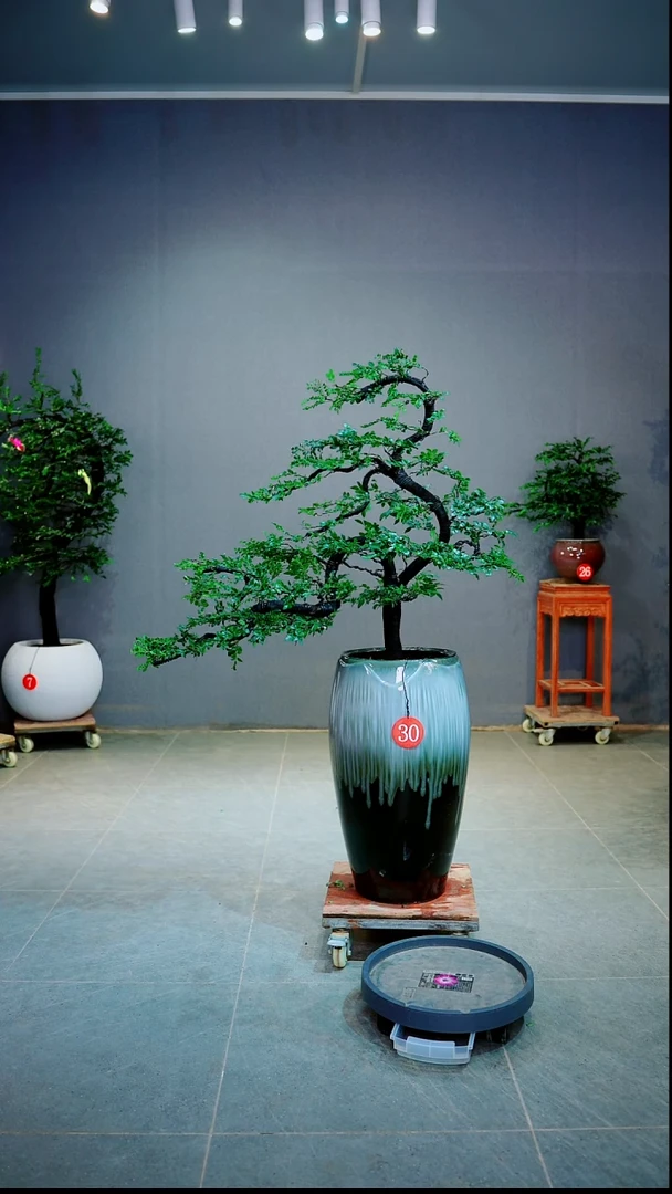 当前无花朵，栽培后可花朵本****.一物一拍绿植